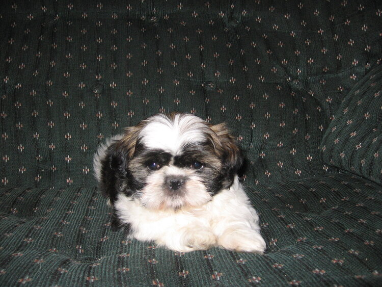 Our new furbaby Molly the Shih Tzu (at 6 weeks old).