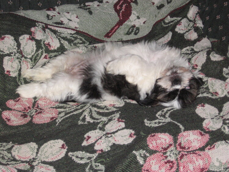 Upside Down Dog! Molly sleeping on the couch.