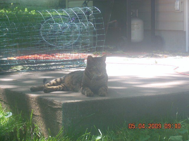 tiger in the summer shade