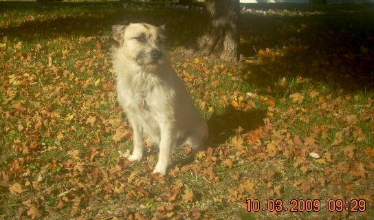 lucy in the fall