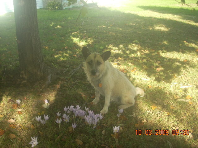 lucy relaxing in the shade