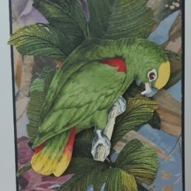Free Spirited Parrot