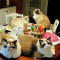 My Ragdoll Scrapbook Assistants