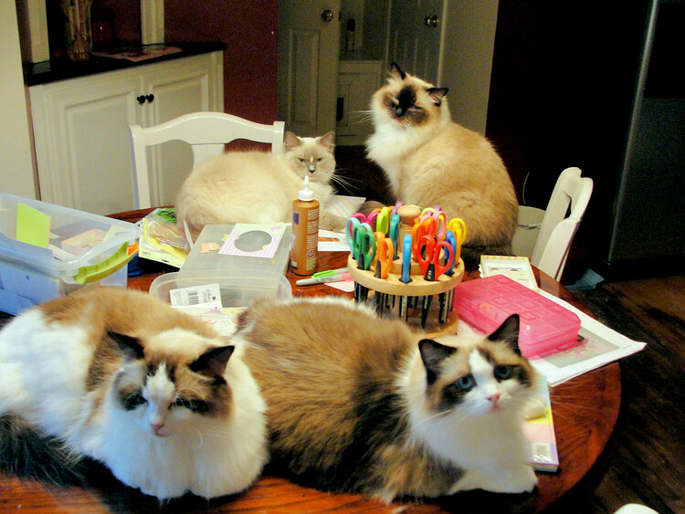 My Ragdoll Scrapbook Assistants