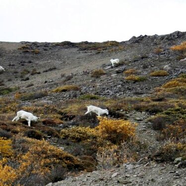 Dall Sheep