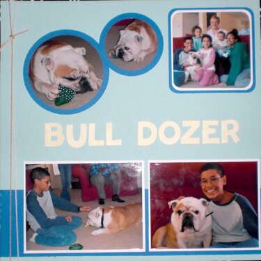 Our Dog Bull Dozer