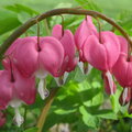 Bleeding Hearts.