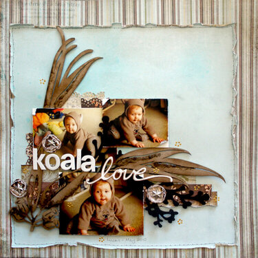 Koala Love