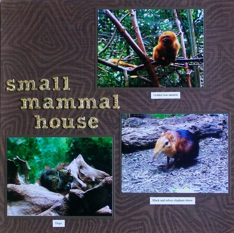 Washington DC 2012 - Page 48 - National Zoo: Small Mammal House