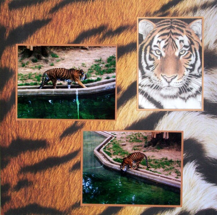 Washington DC 2012 - Page 50 - National Zoo: Tiger