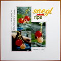 Snegl etter rips // Gooseberry Snail