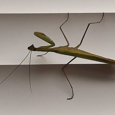 Praying Mantis