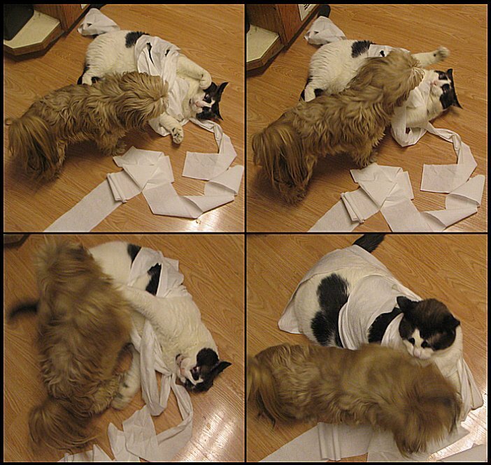 POD#2 - A Dog, a Cat &amp; a roll of toilet paper