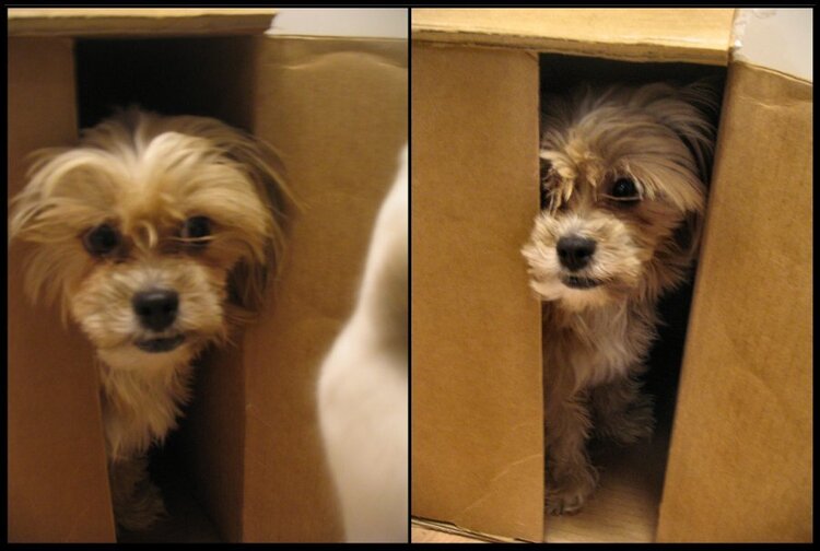 POD#15 - Dogs Like Boxes Too!