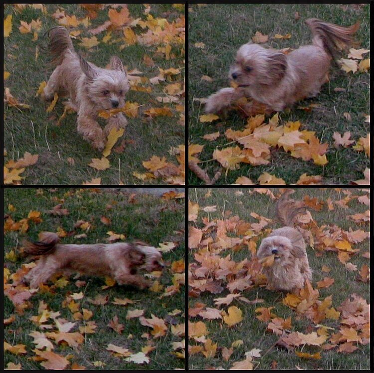 POD#3 - Finnegan In The Leaves