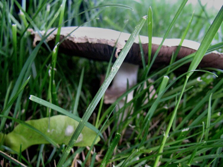 POD#1 - Mushroom Land