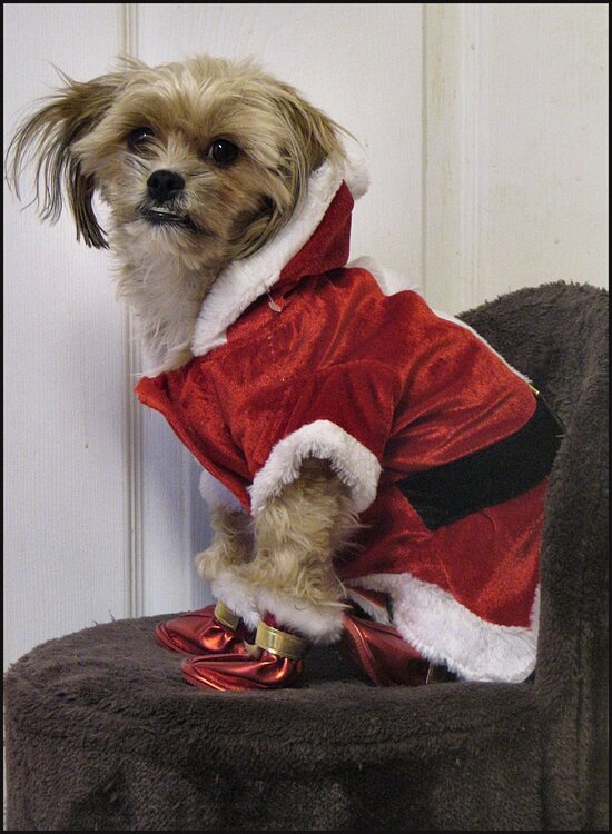 Here comes Santa Paws...