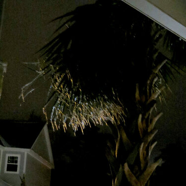 Icicles on Palm Tree