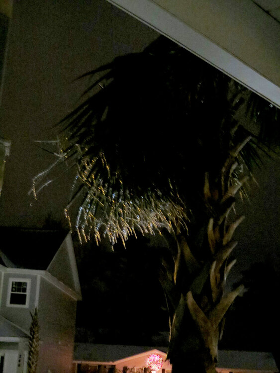 Icicles on Palm Tree