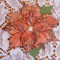 Poinsettia