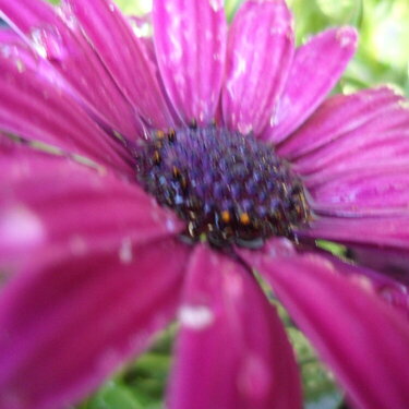 Little Purple Flower :]