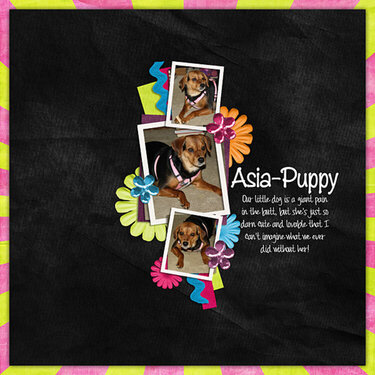 Asia Puppy
