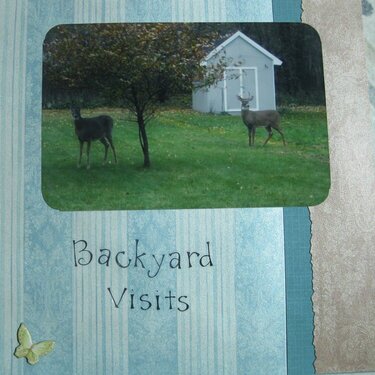 Backyard visitors