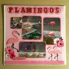 Flamingos