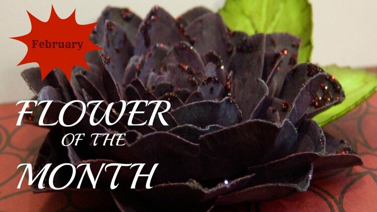 Flower of the Month-Black Dahlia February 2015