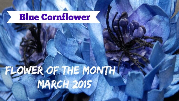 Flower of the Month - Blue Cornflower