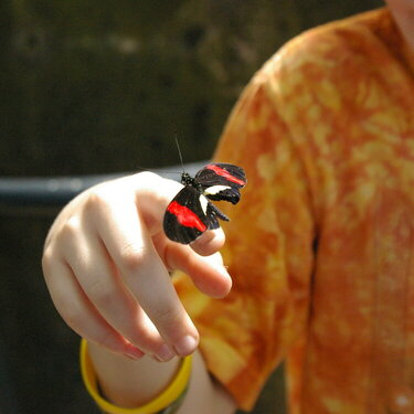 Butterfly boy