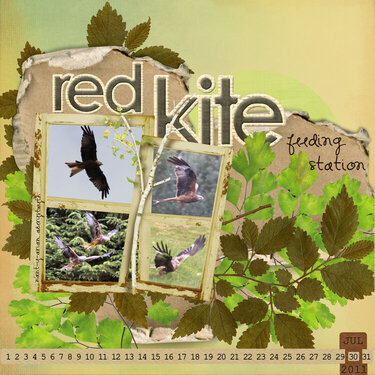 red kite feeding station