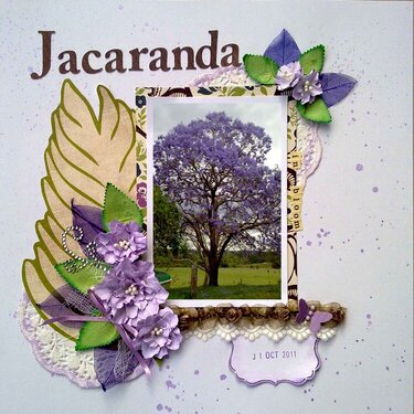 Jacaranda in bloom