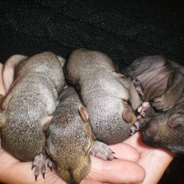 baby squirrels!!