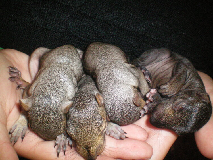 baby squirrels!!