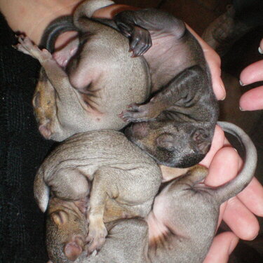 squirrel babies!!