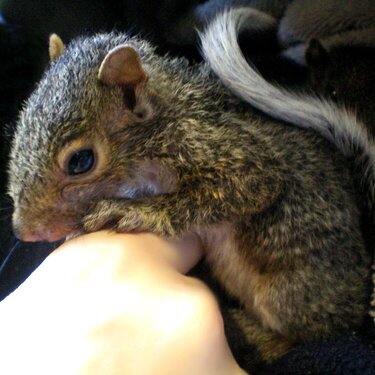happy,healthy little squirrel