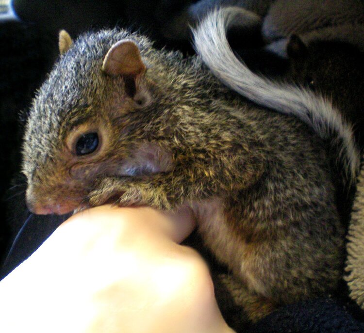 happy,healthy little squirrel