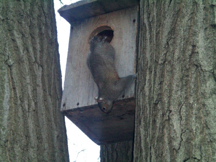 releasing the squirrels~grey boy