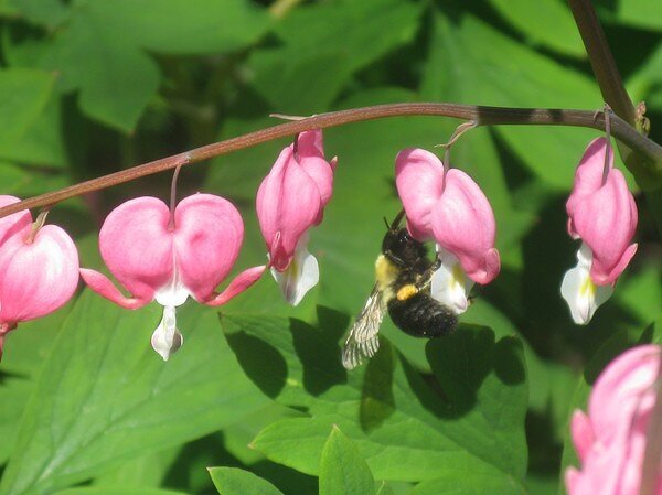 Dangling Bleeding Hearts