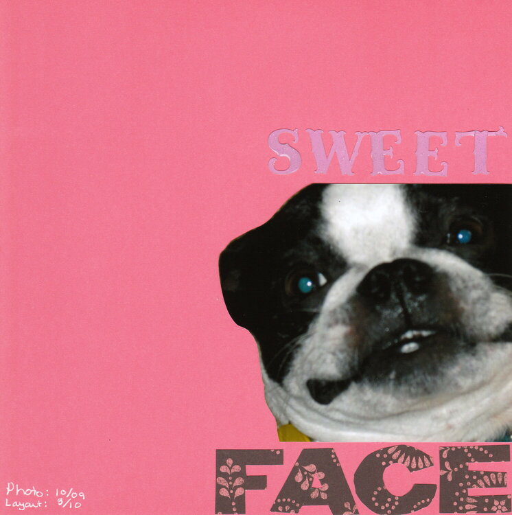 Sweet Face Dog
