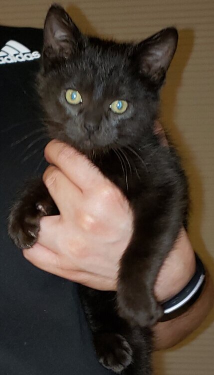 Obsidian the new addition to our family