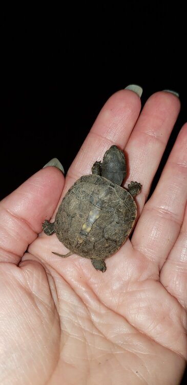 New Turtle Family Member