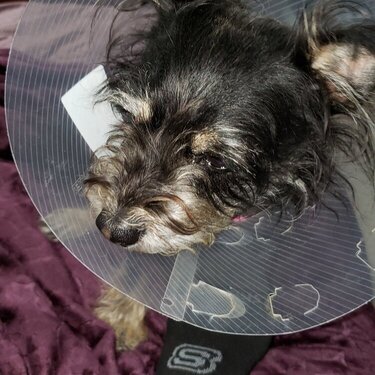 Cici on the mend