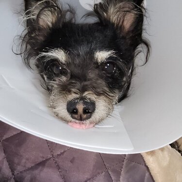 Cici after surgery 