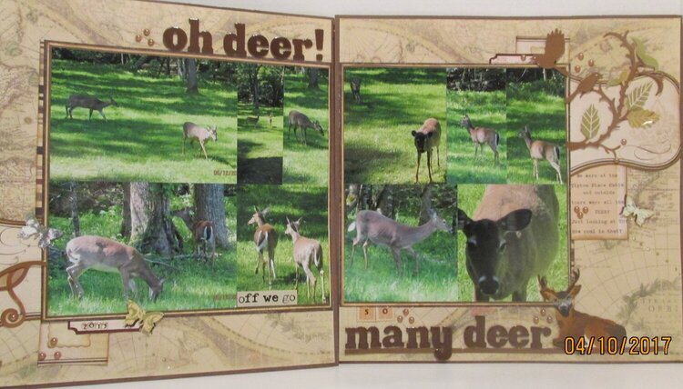 Oh deer! So many deer