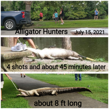 Alligator hunting