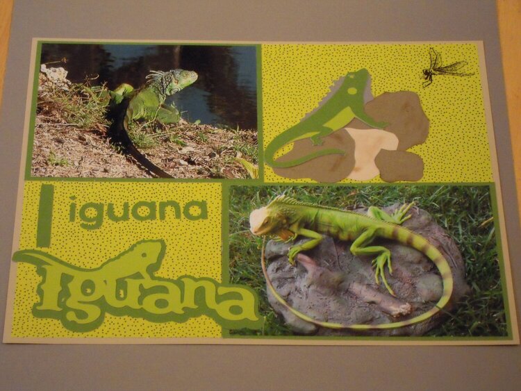 I for Iguana