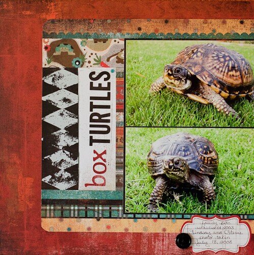 box Turtles