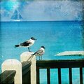 Antigua Seagulls